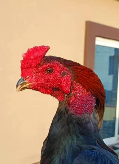 Thai Pakoya/Pakoye Trad Pattha