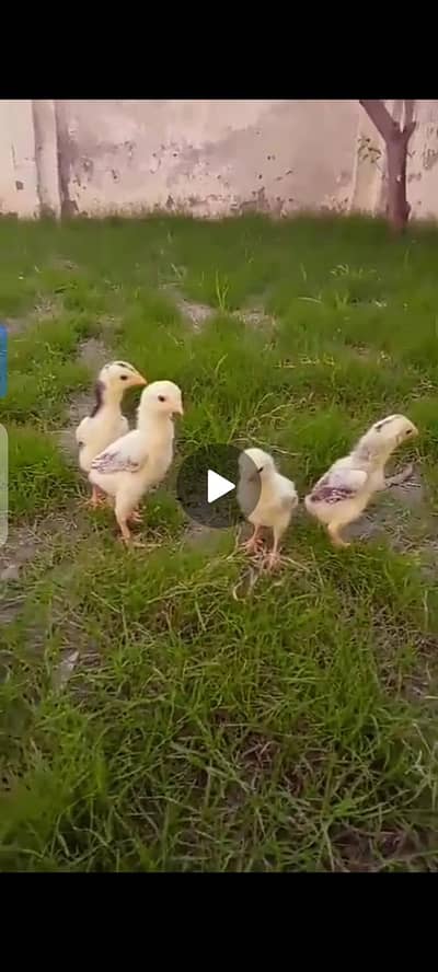 High quality shamo aseel chicks
