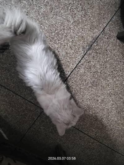 Persian cat with odd eyes