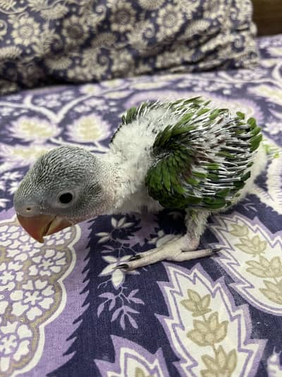 Raw parrot chick fully healthy & active almost 1month age