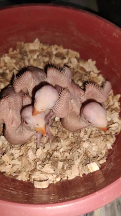 blue turquoise and white ringneck chicks
