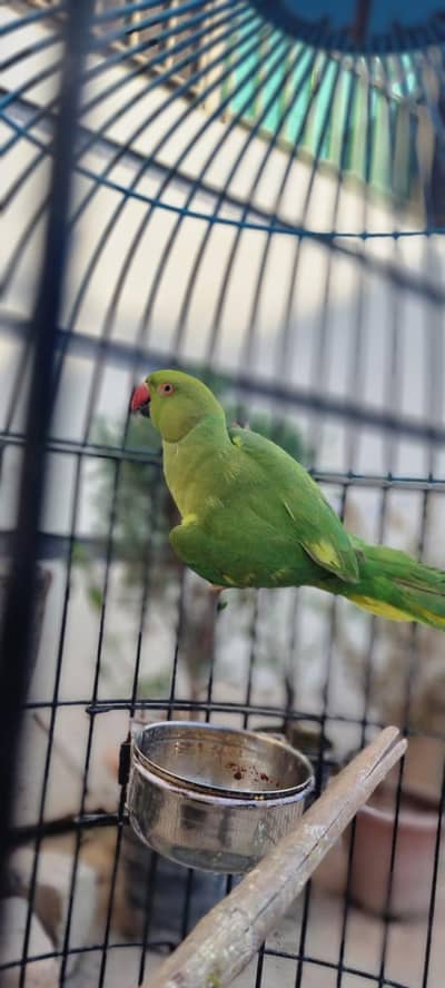 green ringneck semi tamed | and albino 2 pairs is for sale with aggs