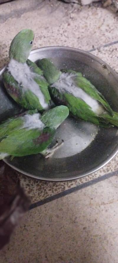 0324 1856162 3months full cover