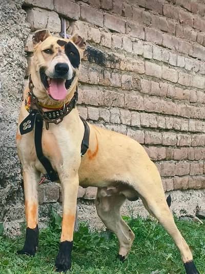 bully gultair mail 7 month for sale