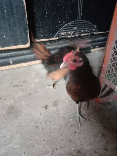 golden sebright 2 male