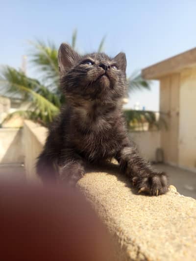 Urgently Selling Persian Kitten Rare colour