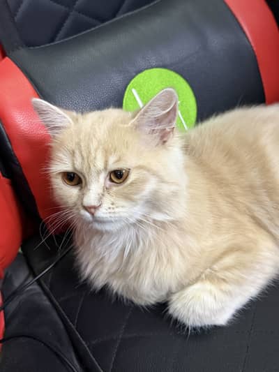 Persian cat,playful,active,Fully vaccinated ,fawn colour