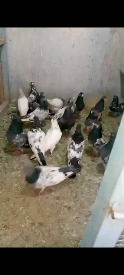 kabli kabutar top quality pair resulted perfect