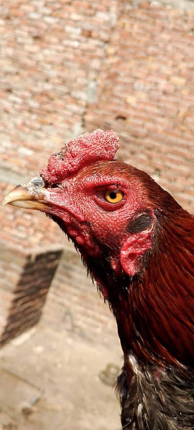 Thai cross murga  available 03350661457