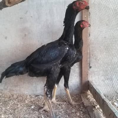 jet black o shamo available now