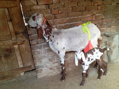 Goat with one female kid