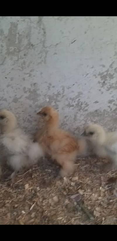 high quality silky white chiks available only WhatsApp 03141439675