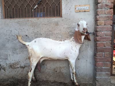 goats for sale