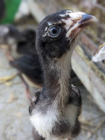 pakoya  cross. aseel chicks