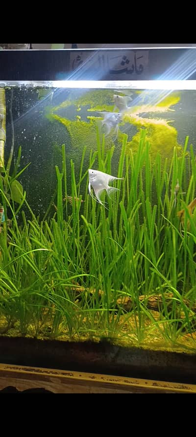 Planted aquarium
