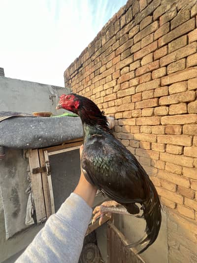 Aseel murga for sale