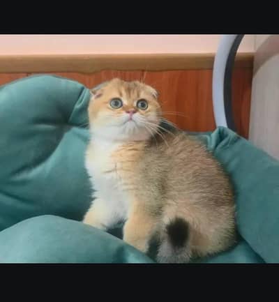 Scottish fold kitten for sell  03306254917