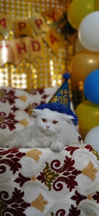 avilable for matting