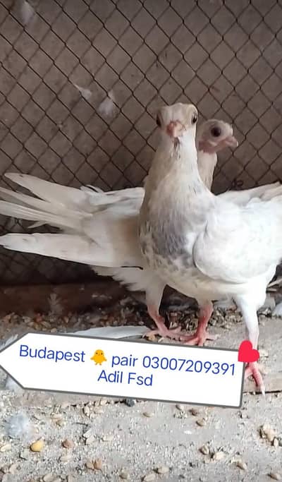 Budapest Doorbeen aliens chicks pair