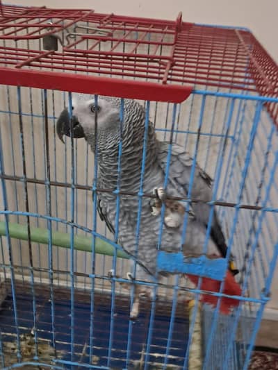 grey parrot