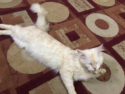 sale for limited time