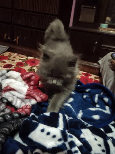 cat male sale cat litter