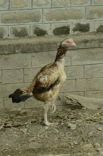 Aseel pair urgent sale