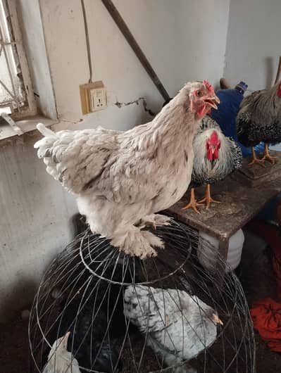 Golden buff/Dark blue buff/Light blue buff