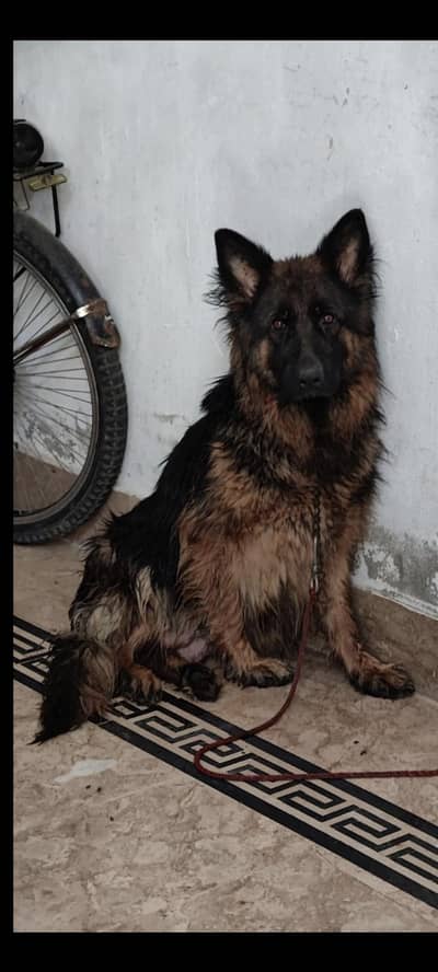 Black mask Nonped Top quailty female available