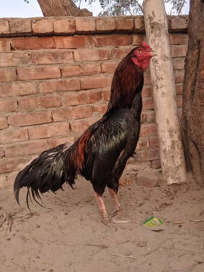 Pure Aseel Patha For Sale - Healthy & Active