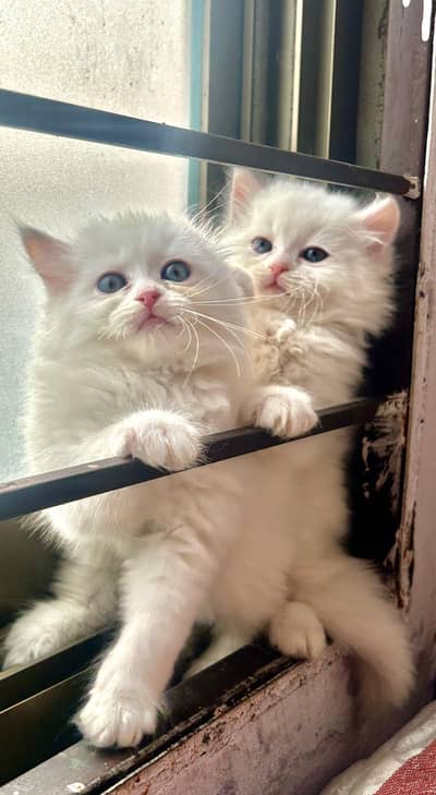 Persian cat for sale