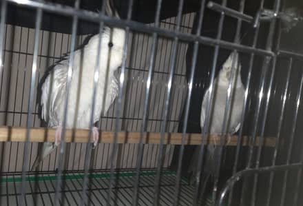 white face cinnamon pearl coctail