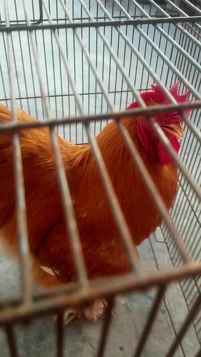 Golden buff Wite buff breeder