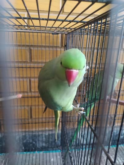 parrot for sale