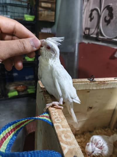 eno red eyes healthy chick for hand tame