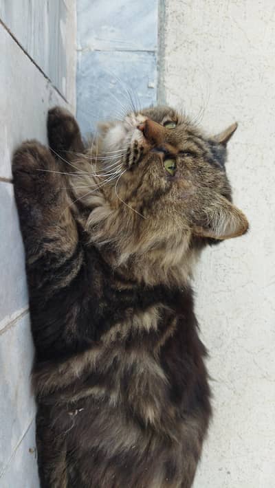 Persian Cat For Sale