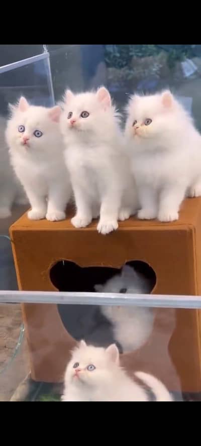 pure persian cats vaccinated triple coated WhatsApp 03317823482