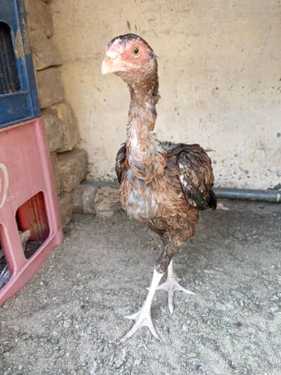 Aseel 2 Female Chicks For Sale. . . what's app: 03219874606