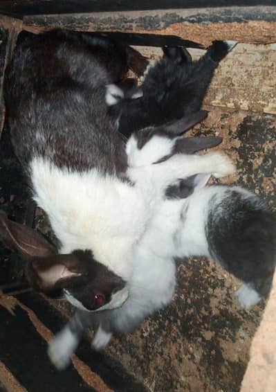 Rabbit babys 3 pairs