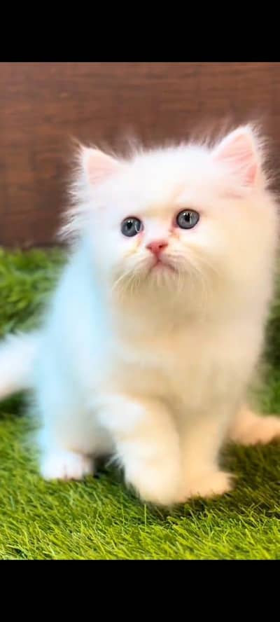 pure persian cats vaccinated triple coated WhatsApp 03317823482