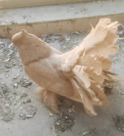 Indian Fantail Male Yellow For Sale 03331664082