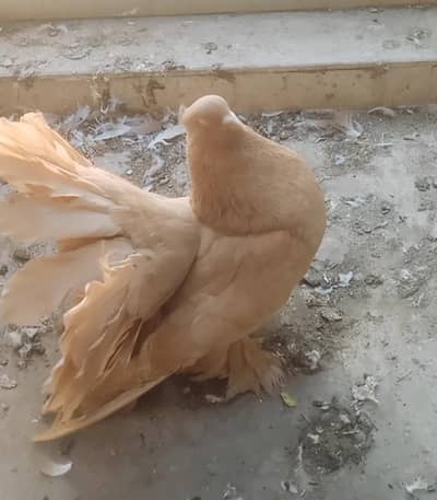 Indian Fantail Male Yellow For Sale 03331664082