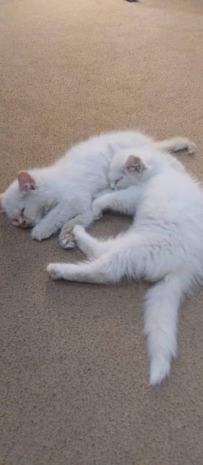 Kittens With Triple Coat With and Foan White Pair