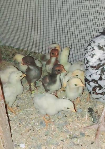 pure aseel murga with murgi with chicks for sell 03330203898