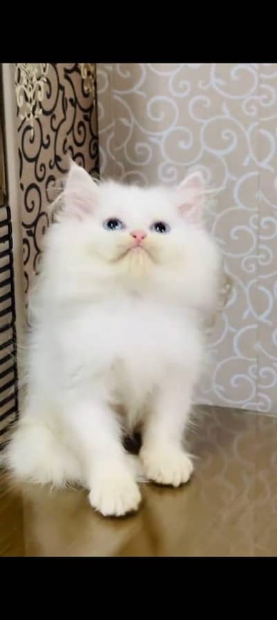 pure persian cats vaccinated triple coated WhatsApp 03317823482