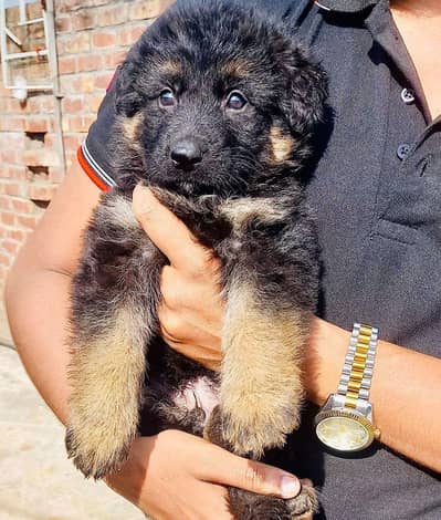 black mask german shepherd long coat puppy  top quailty