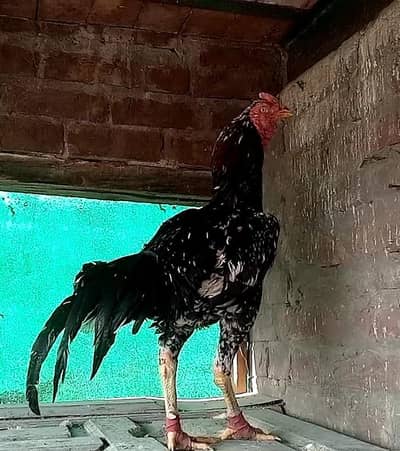 MA SHA ALLAH VAT + PAK BREDER ASEAL MALE  0308-4216275