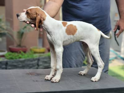 English Pointer well tamed imported parents