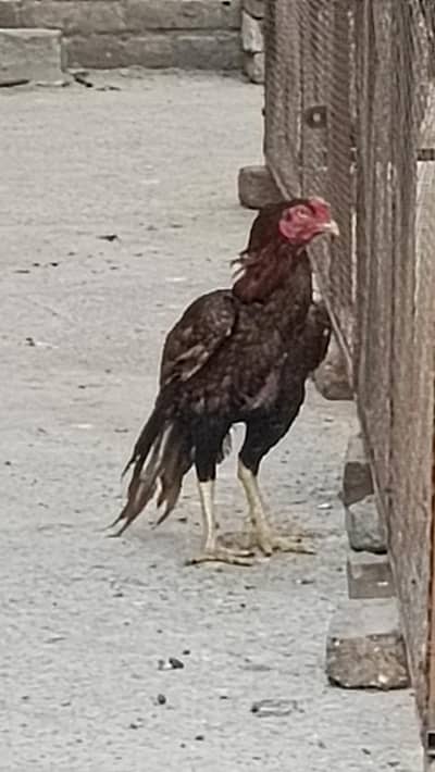 aseel khajuriyaa home breed high quality