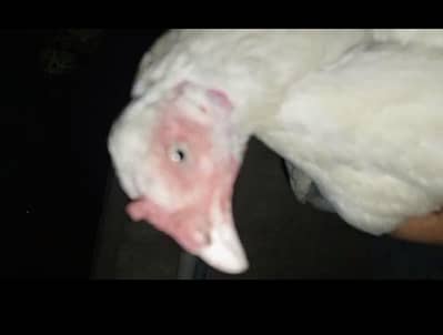 Paper white mianwalle hen whoite nook nalle kurak